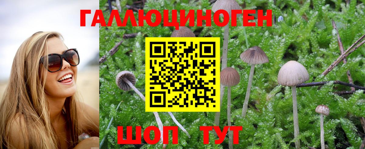 Псилоцибиновые грибы Psilocybe Екатеринбург